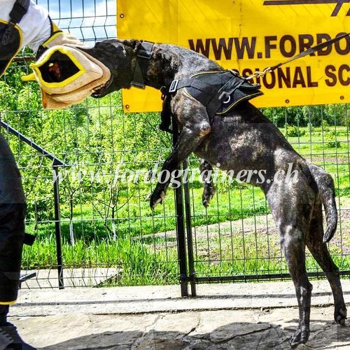 Hundetraining Beiarm aus Nylcott fr Bandog - zum Schließen ins Bild klicken