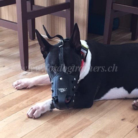 Leder Maulkorb fr Bullterrier Gute Belftung - zum Schließen ins Bild klicken