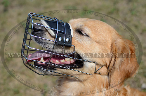 Golden Retriever Maulkorb aus Draht, Beste Qualitt - zum Schließen ins Bild klicken