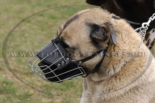 Maulkorb aus Draht fr Training mit Kaukasischen Schferhund - zum Schließen ins Bild klicken