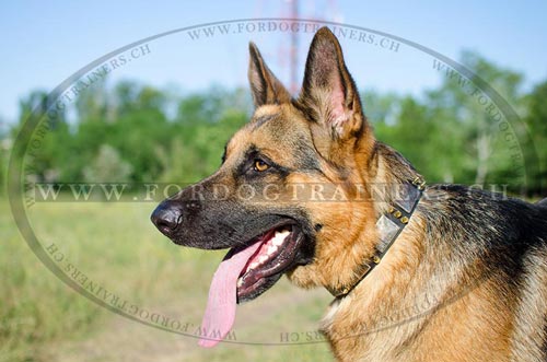 Hundehalsband fr Schferhund mit Platten und Spikes 2023 - zum Schließen ins Bild klicken