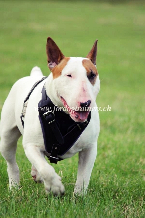 Bullterrier Hundegeschirr | Ledergeschirr beste Universalitt - zum Schließen ins Bild klicken