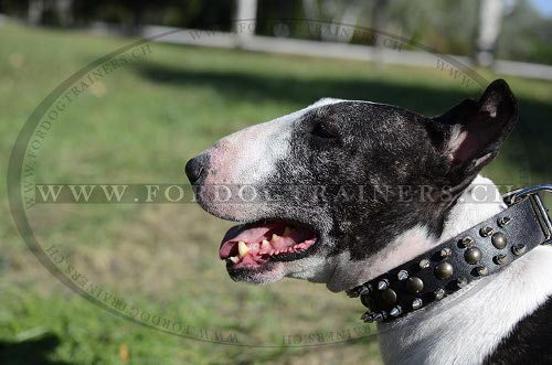 Nietenhalsband fr Bullterrier Tolles Design ❖ - zum Schließen ins Bild klicken