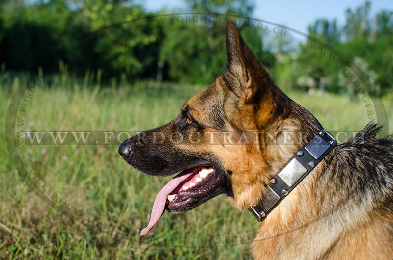 Schferhund Halsband mit Kegeln und Platten ✦ - zum Schließen ins Bild klicken