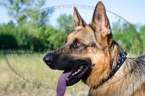 Schferhund Nietenhalsband aus Leder Exklusiv - zum Schließen ins Bild klicken