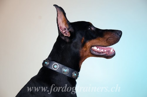 Dobermann Hundehalsband Leder kaufen C75