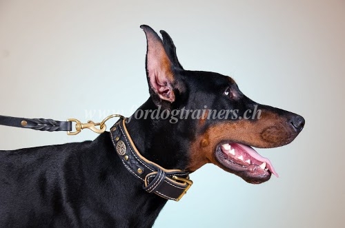 Dobermann Halsband Geflochtenes C43