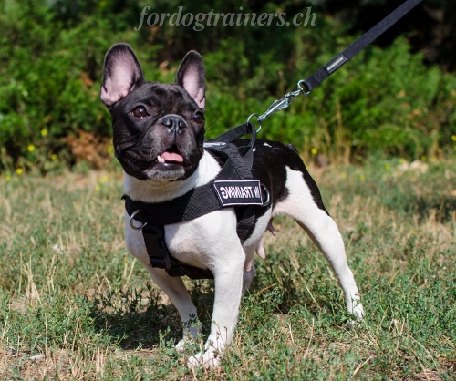 Franzsische Bulldogge Geschirr aus Nylon Leichtgewicht - zum Schließen ins Bild klicken