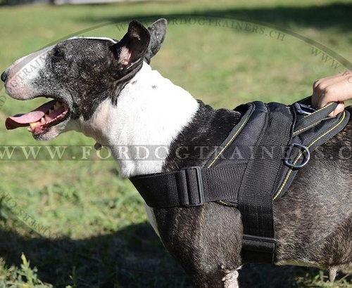 Hundegeschirr Nylon fr Bullterrier Stark und Praktisch - zum Schließen ins Bild klicken