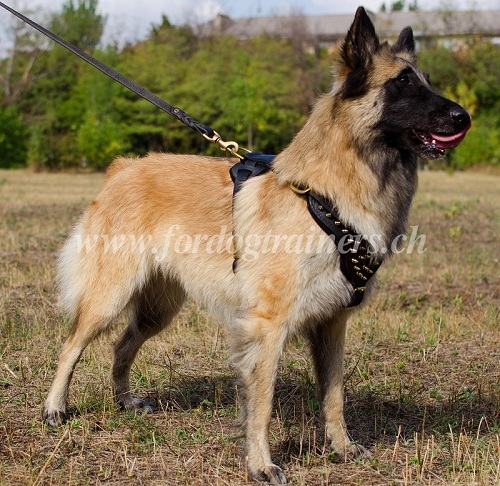 Hundegeschirr mit Messing Spikes fr belgischen Schferhund - zum Schließen ins Bild klicken