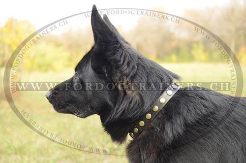 Leder Nietenhalsband fr Schferhund Super Design ❋ - zum Schließen ins Bild klicken