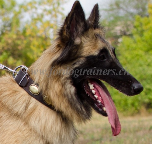 Leder Hundehalsband mit Vintage Ovalen fr Tervueren Hund - zum Schließen ins Bild klicken