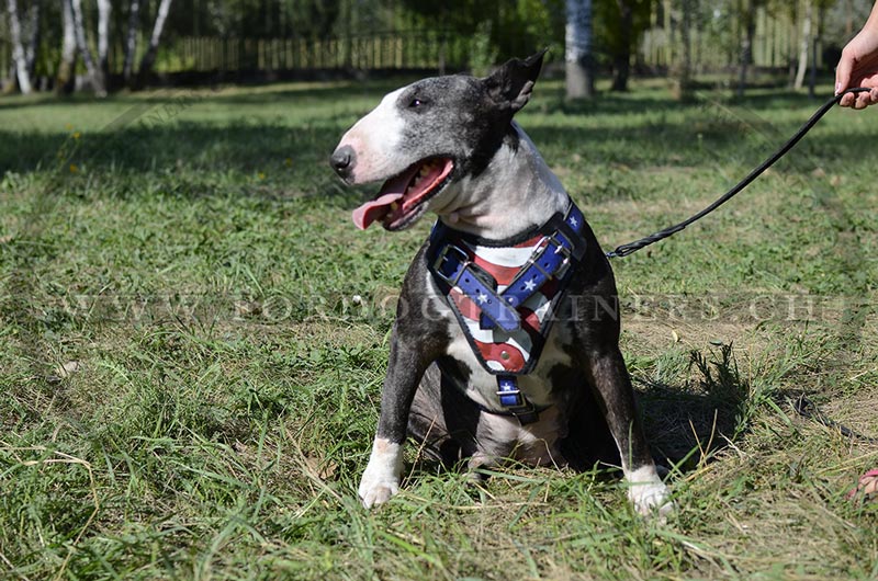 Geschirr fr Bullterrier | Leder Hundegeschirr Schweiz - zum Schließen ins Bild klicken