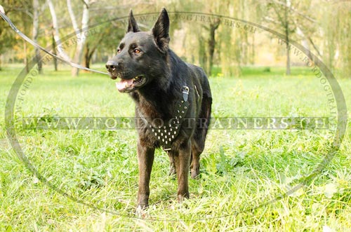 Ledergeschirr mit Spikes fr Deutschen Schferhund ▷ - zum Schließen ins Bild klicken