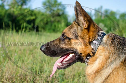 Leder Hundehalsband fr Deutschen Schferhund NEW ⋎ - zum Schließen ins Bild klicken