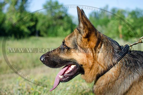 Hundehalsband fr Schferhund mit Zpfchen Vollrindleder! - zum Schließen ins Bild klicken