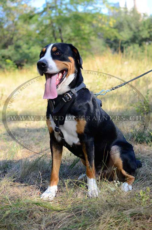 Bestes Hundegeschirr fr Sennenhund - Angriff Training - zum Schließen ins Bild klicken