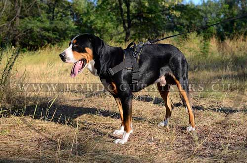 Nylongeschirr fr Sennenhund Hundesport Best ❊ - zum Schließen ins Bild klicken