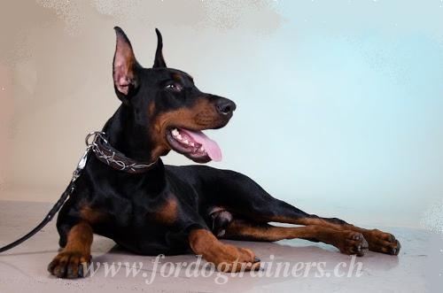 Dobermann Lederhalsband mit Muster C78