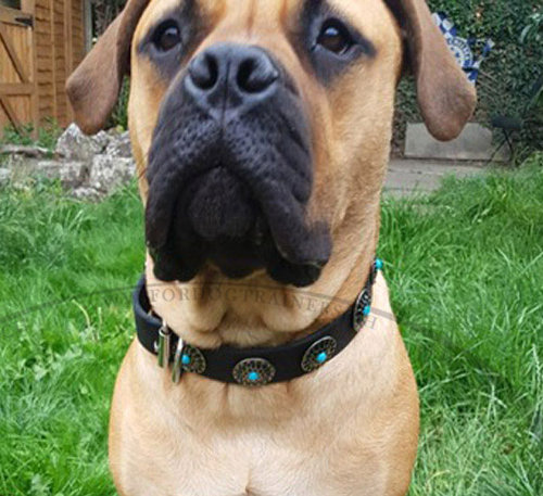 Bullmastiff Lederhalsband mit Blaunen Steinen, TOP - zum Schließen ins Bild klicken