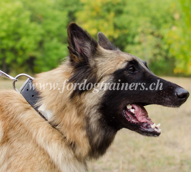 Lederhalsband mit Platten fr Tervueren Hund - zum Schließen ins Bild klicken