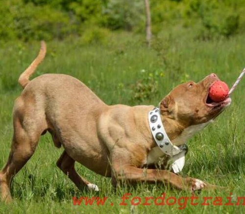 Hundehalsband fr Pitbull "White Jewel" FDT Artisan - zum Schließen ins Bild klicken