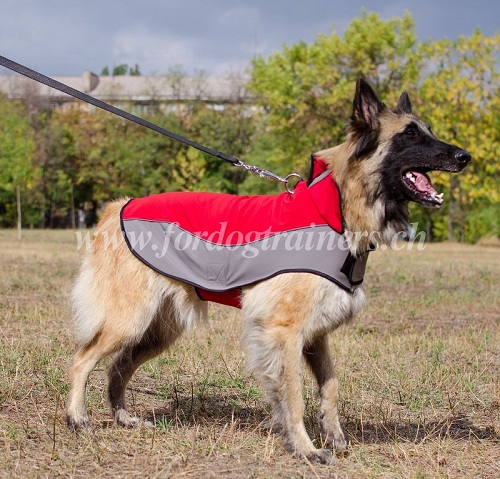 Hundemantel Nylon fr Tervueren Hund - zum Schließen ins Bild klicken