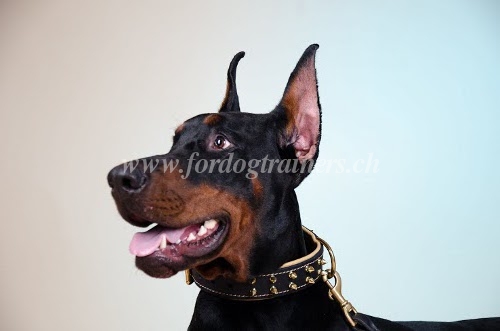 hundehalsband leder breit C447