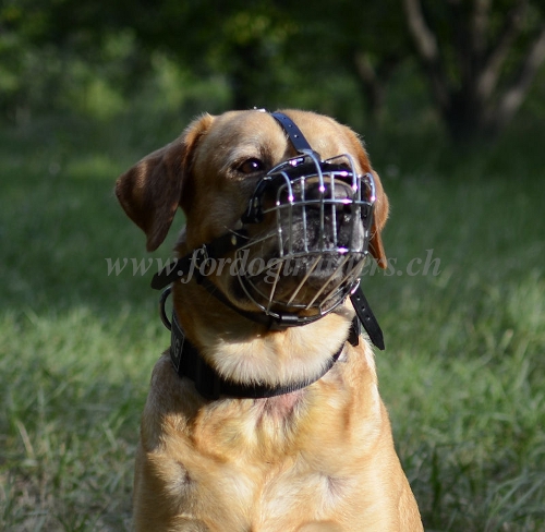 Maulkorb Schner fr Labrador Hund New 2023 - zum Schließen ins Bild klicken