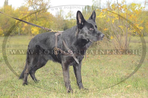 Zuggeschirr fr Schferhund - Beste Bequemlichkeit - zum Schließen ins Bild klicken