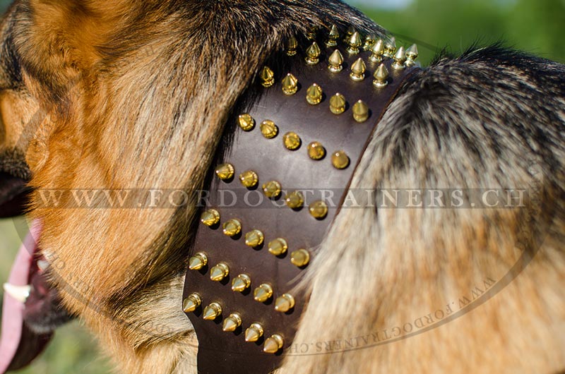 Leder Hundehalsband fr Schferhund mit Messing-Spikes ❂ - zum Schließen ins Bild klicken