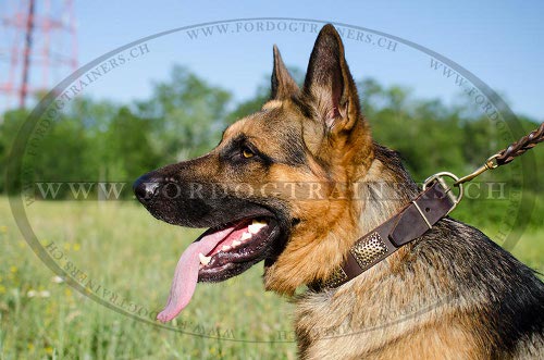 Schferhund Halsband aus Leder | Halsband mit Relief-Platten - zum Schließen ins Bild klicken