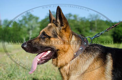 Schferhund Halsband mit Conchos | Hundehalsband Geschmckt - zum Schließen ins Bild klicken