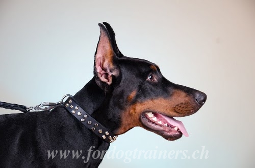 Dobermann Hundehalsband mit Nieten C37