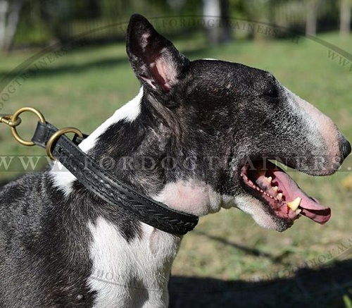 Zughalsband Geflochten fr Bullterrier Erziehung - zum Schließen ins Bild klicken