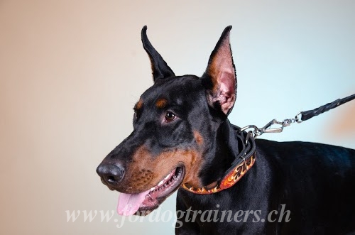 Hundehalsband Dobermann Schweiz kaufen C79