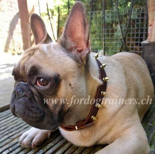 Lederhalsband mit Messing Spikes fr Franzsische Bulldogge - zum Schließen ins Bild klicken