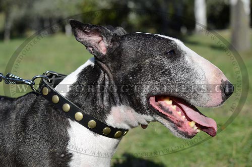 Halsband fr Bullterrier Super Design ❋ - zum Schließen ins Bild klicken