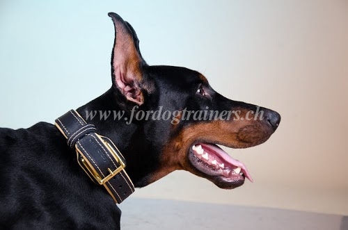 Nappa Lederhalsband fr Dobermann C443