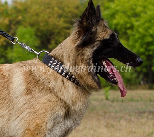 Hundehalsband mit Stahlpyramiden fr Tervueren - zum Schließen ins Bild klicken