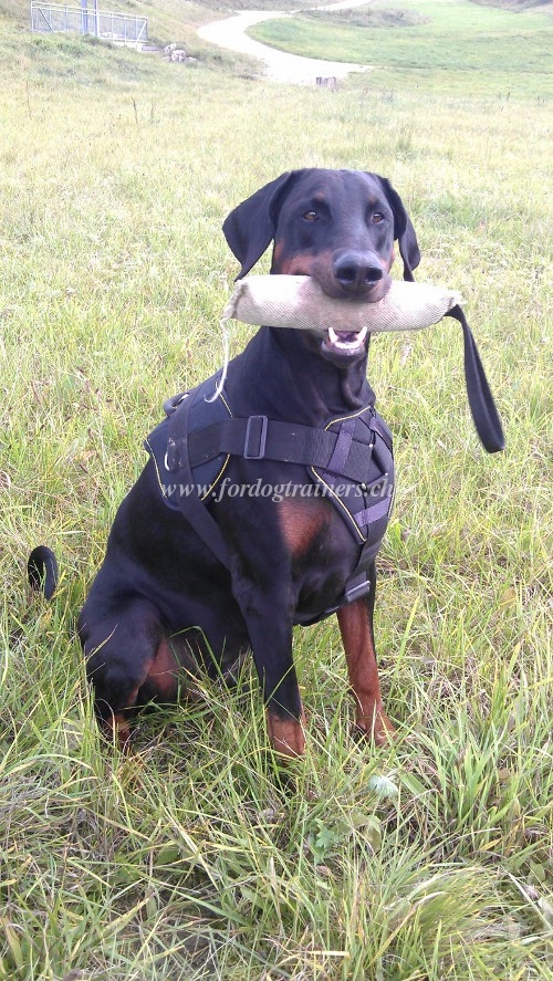 Nylongeschirr fr Dobermann | Hundesport Geschirr fr Gesundheit - zum Schließen ins Bild klicken