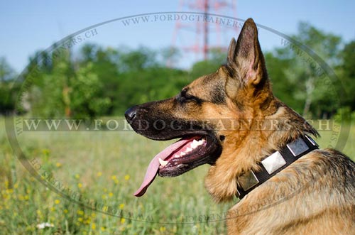 Nylon Hundehalsband fr Schferhund mit massiven Schildern - zum Schließen ins Bild klicken