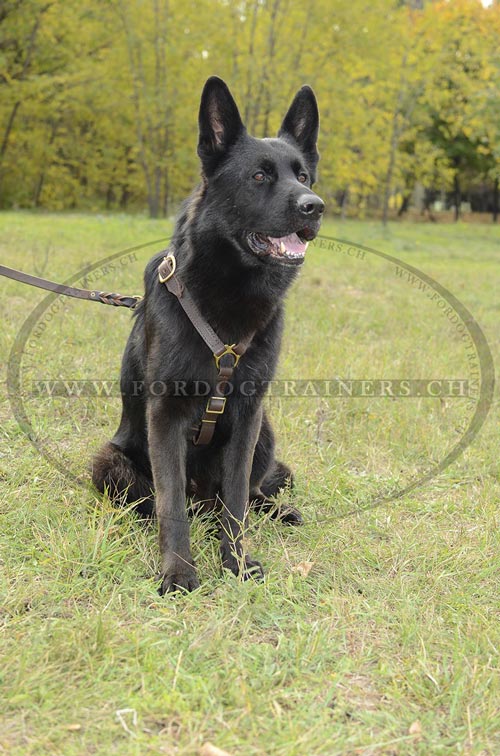 Ledergeschirr fr Joggen fr Deutschen Schferhund NEW - zum Schließen ins Bild klicken