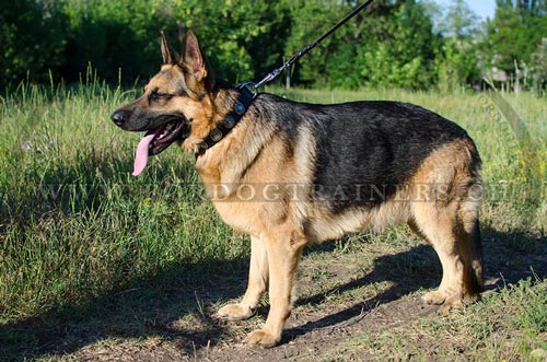 Deutscher Schferhund Halsband Leder mit blauen Steinen - zum Schließen ins Bild klicken