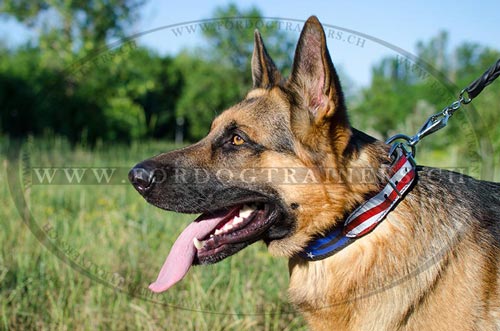 Hundehalsband Schferhund mit USA Superstil - zum Schließen ins Bild klicken