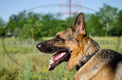 Hunde Nylonhalsband fr Schferhund Alltagsanwendung - zum Schließen ins Bild klicken