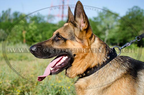 Nylonhalsband fr Schferhund mit Silber Pyramiden 2023 - zum Schließen ins Bild klicken