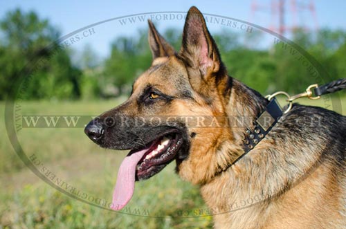 Schferhund Halsband mit Stil | Leder Hundehalsband Super-Klasse - zum Schließen ins Bild klicken