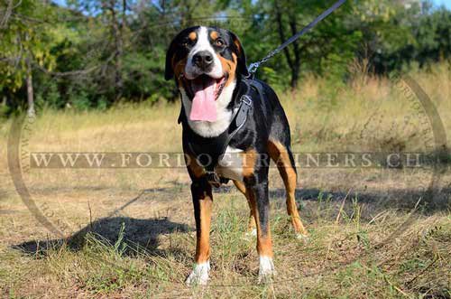 Brustgeschirr fr Schweizer Sennenhund | Suchgeschirr Polizei - zum Schließen ins Bild klicken