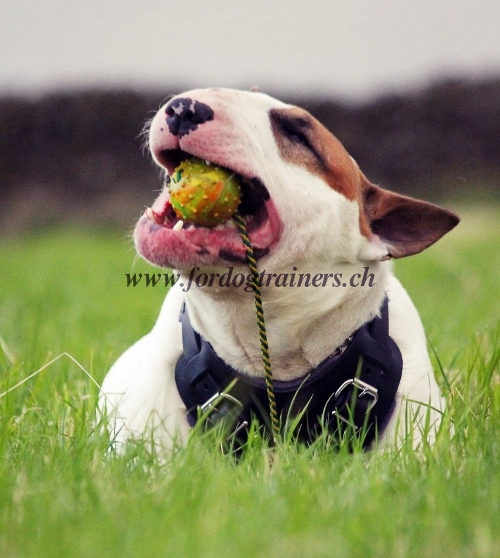 Gummi Hundeball | Hohlball mit Schnur fr Hundespa - zum Schließen ins Bild klicken